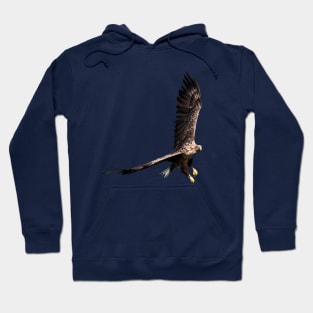 White tailed Eagle Hoodie